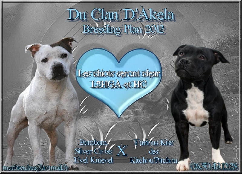 Du Clan D'Akela - Staffordshire Bull Terrier - Portée née le 25/05/2012