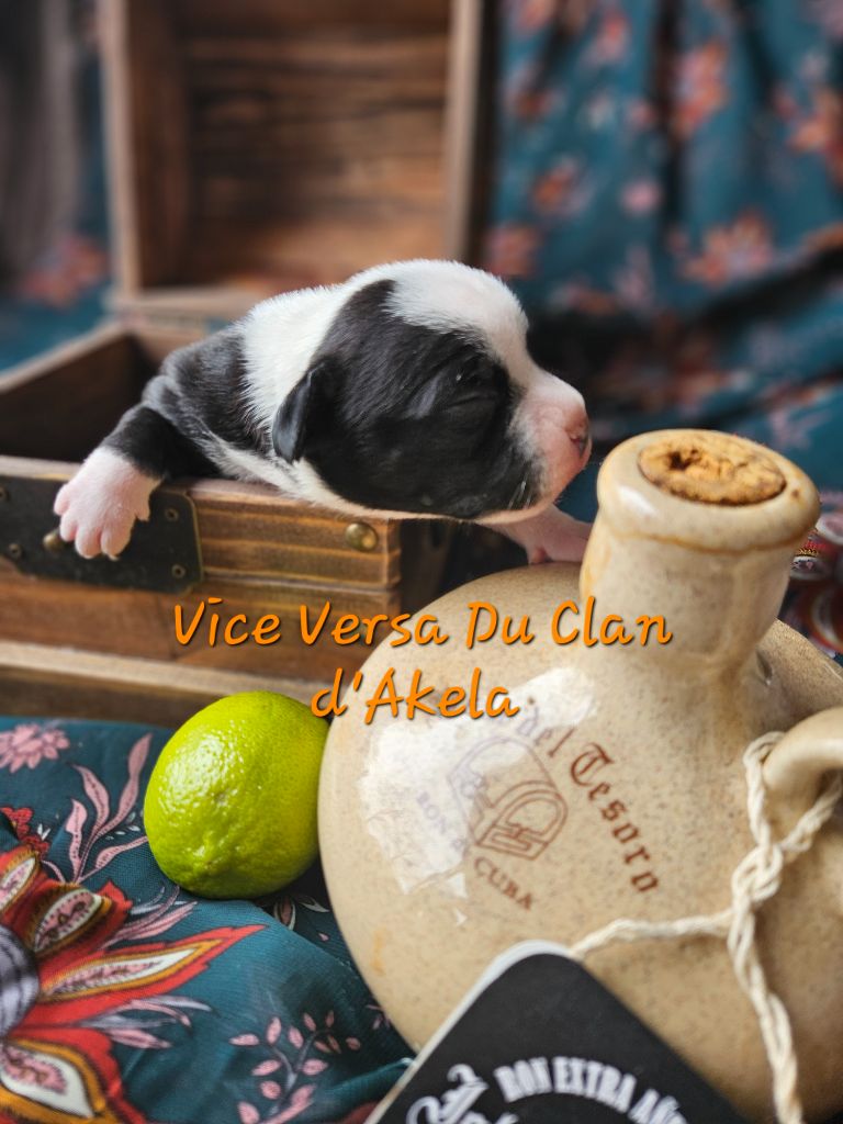 Du Clan D'Akela - Chiot disponible  - Staffordshire Bull Terrier