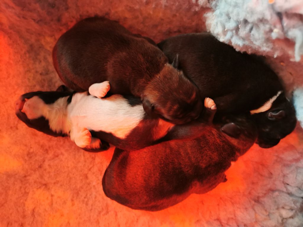 Du Clan D'Akela - Staffordshire Bull Terrier - Portée née le 15/01/2020