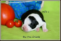 Du Clan D'Akela - Staffordshire Bull Terrier - Portée née le 16/08/2014