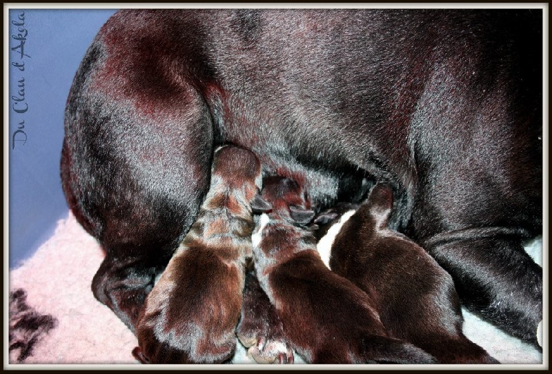 Du Clan D'Akela - Staffordshire Bull Terrier - Portée née le 28/03/2013