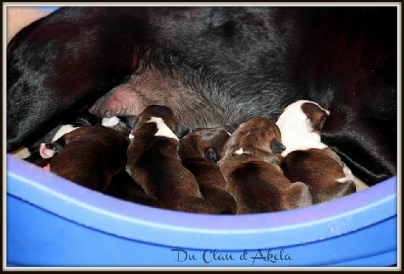 Du Clan D'Akela - Staffordshire Bull Terrier - Portée née le 19/05/2013