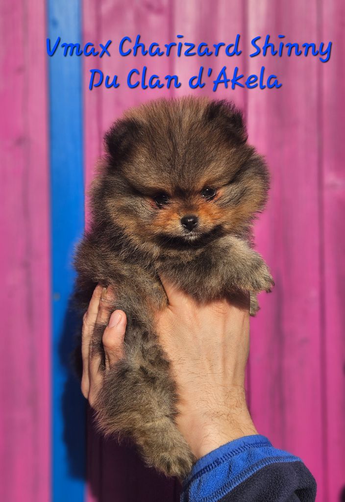 Du Clan D'Akela - Chiot disponible  - Spitz allemand