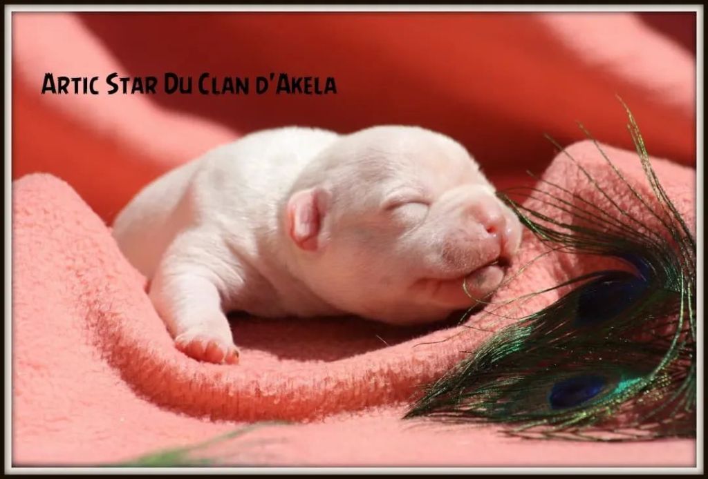 Du Clan D'Akela - Chiots disponibles - Staffordshire Bull Terrier