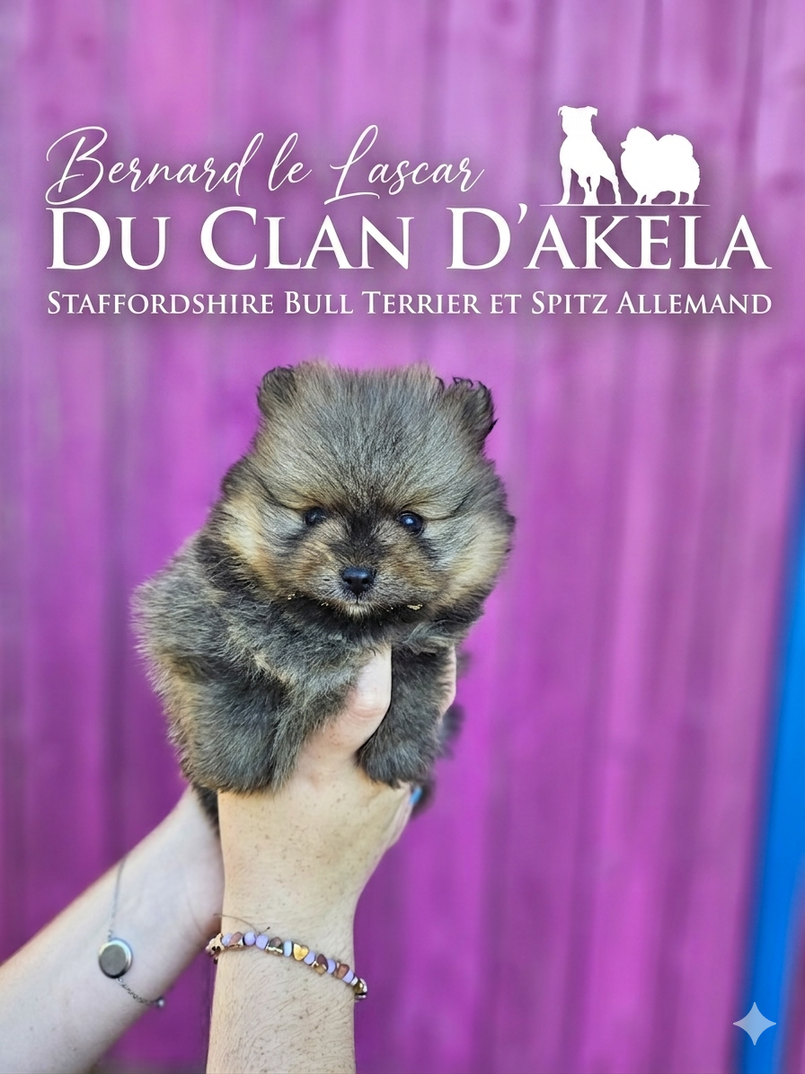 Du Clan D'Akela - Chiots disponibles - Spitz allemand