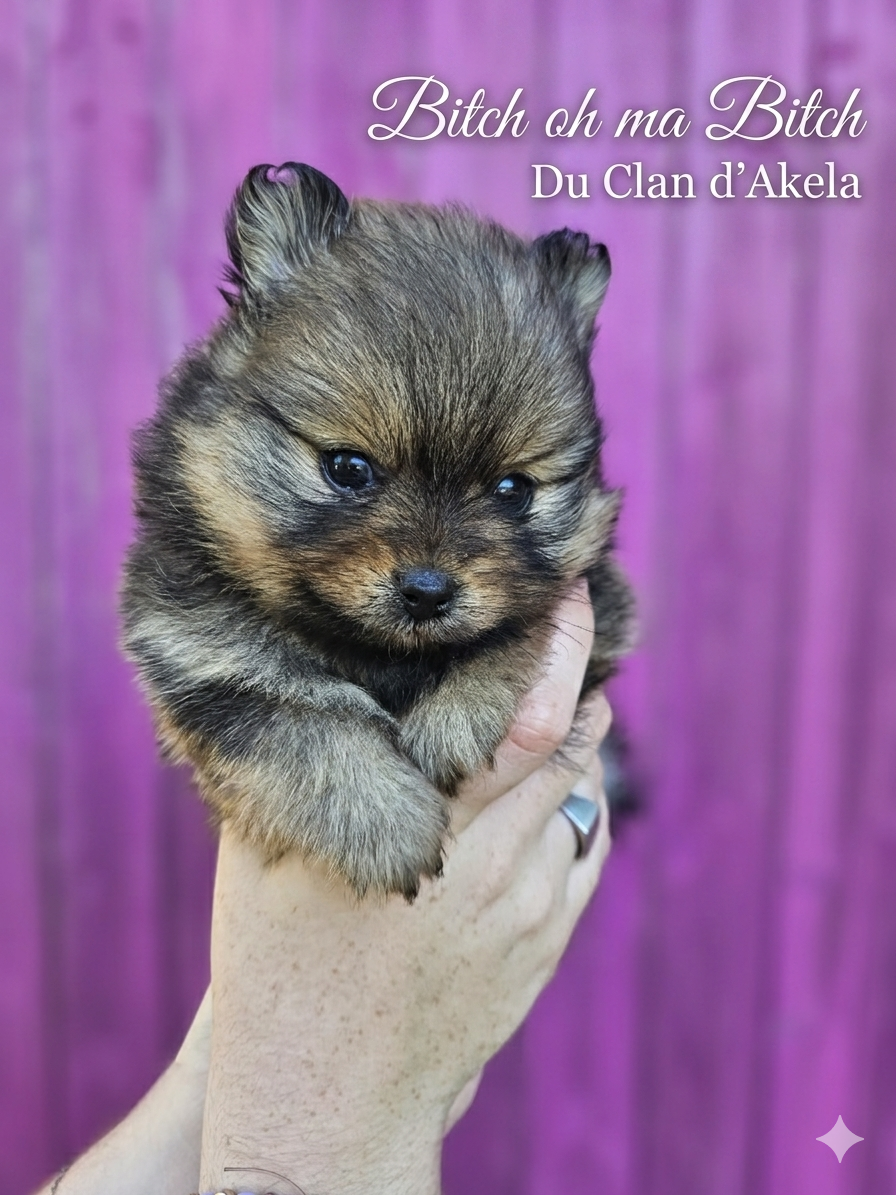 Du Clan D'Akela - Chiots disponibles - Spitz allemand