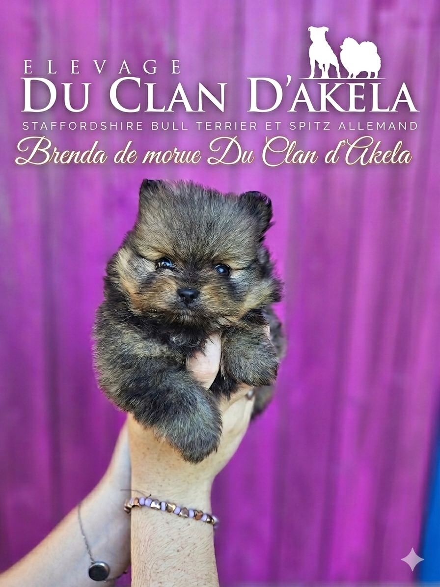 Du Clan D'Akela - Chiots disponibles - Spitz allemand