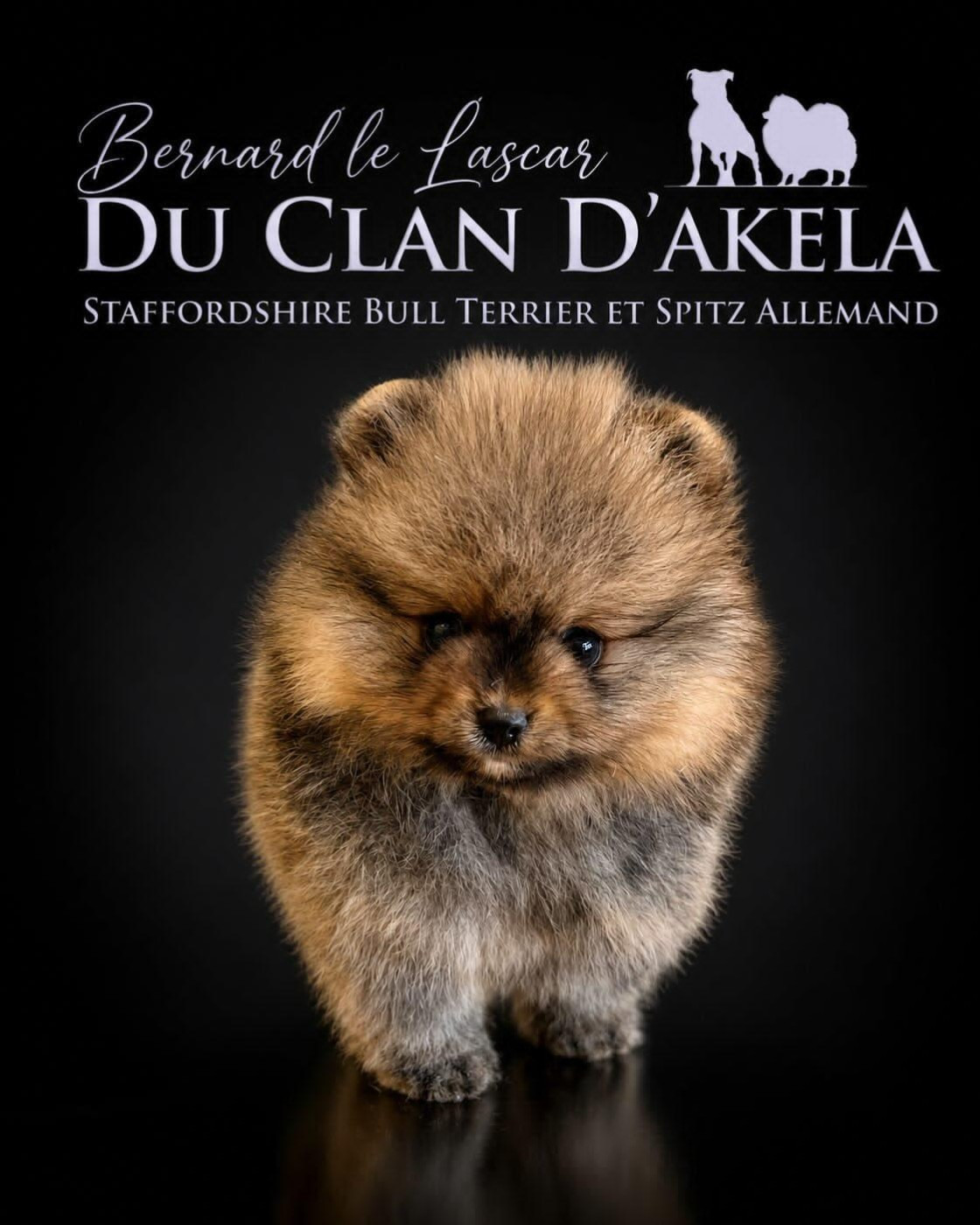 Du Clan D'Akela - Chiots disponibles - Spitz allemand