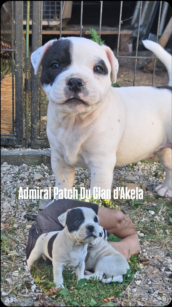 Du Clan D'Akela - Chiots disponibles - Staffordshire Bull Terrier