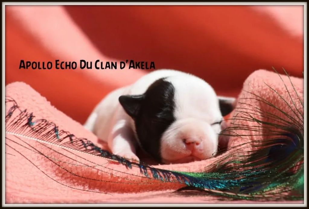 Du Clan D'Akela - Chiots disponibles - Staffordshire Bull Terrier