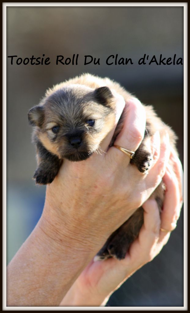 Du Clan D'Akela - Spitz allemand - Portée née le 16/12/2022