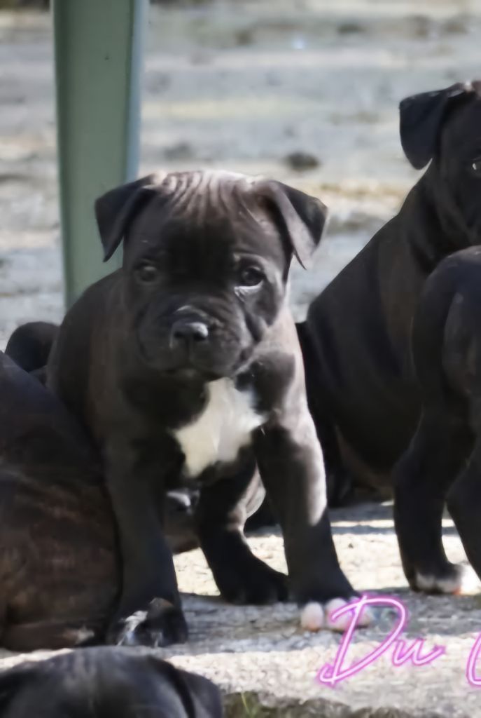 Du Clan D'Akela - Chiots disponibles - Staffordshire Bull Terrier