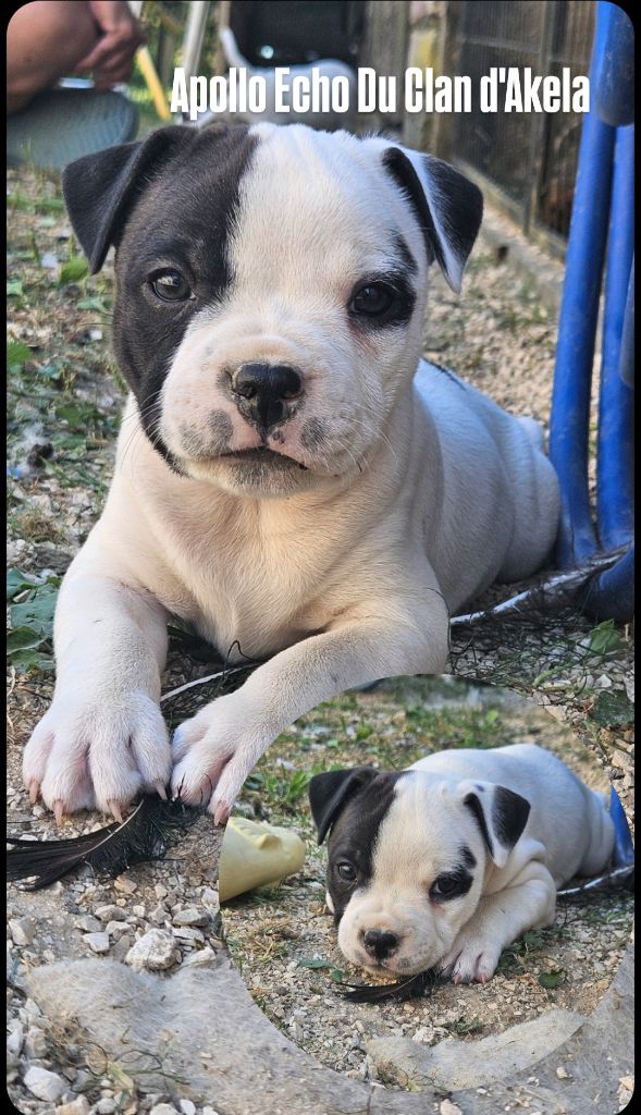 Du Clan D'Akela - Chiots disponibles - Staffordshire Bull Terrier