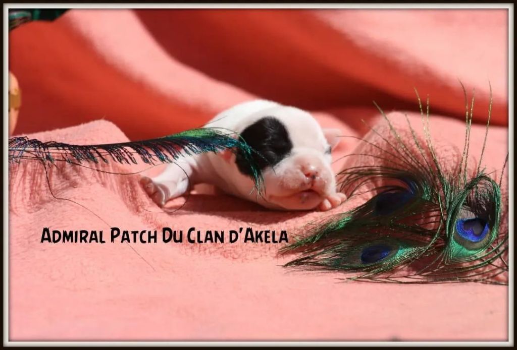 Du Clan D'Akela - Chiots disponibles - Staffordshire Bull Terrier