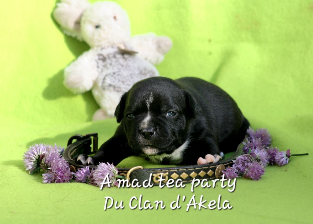 Du Clan D'Akela - Chiots disponibles - Staffordshire Bull Terrier