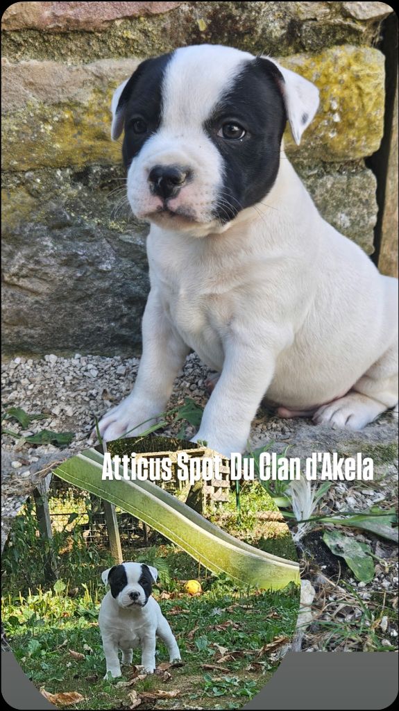 Du Clan D'Akela - Chiots disponibles - Staffordshire Bull Terrier