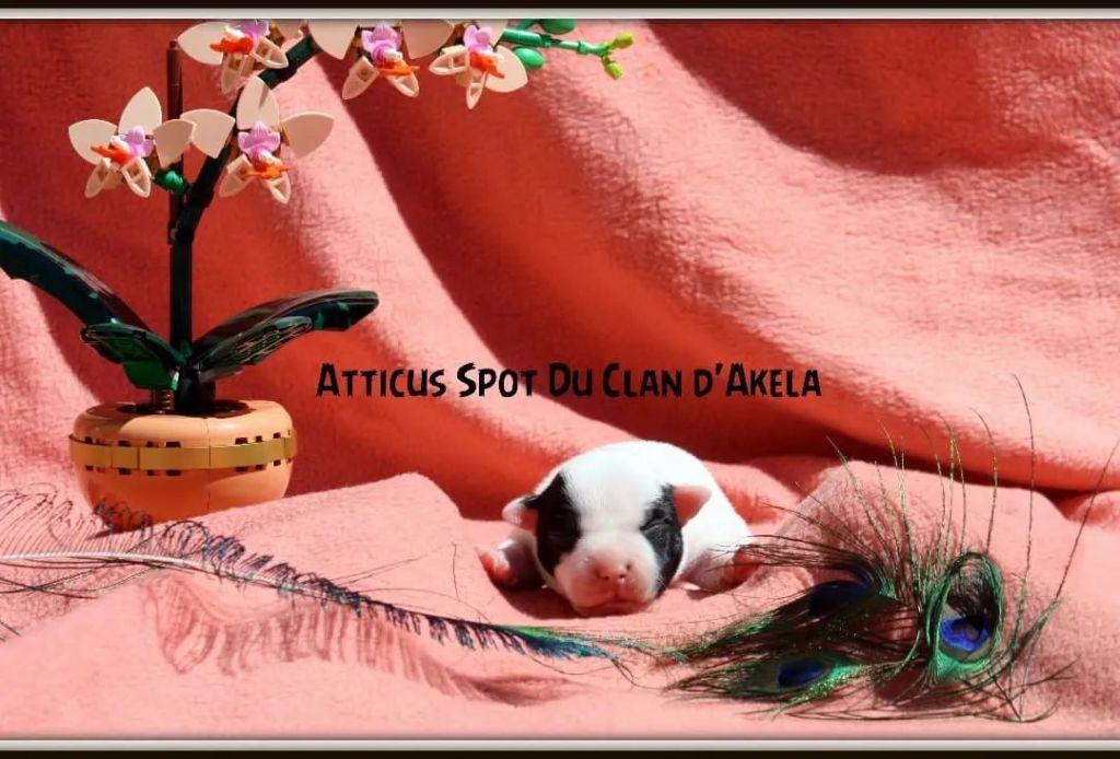 Du Clan D'Akela - Chiots disponibles - Staffordshire Bull Terrier