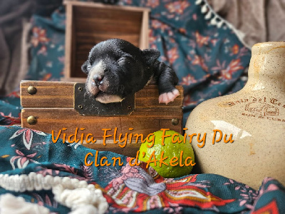 Vidia Flying Fairy 