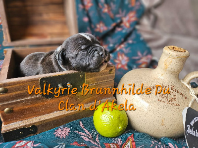 Valkyrie Brunnhilde 
