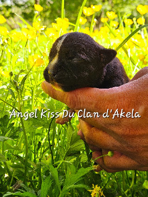 Angel kiss