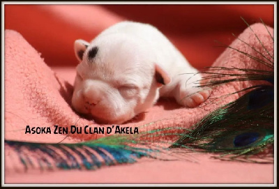 Asoka Zen 