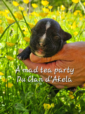 A mad tea party