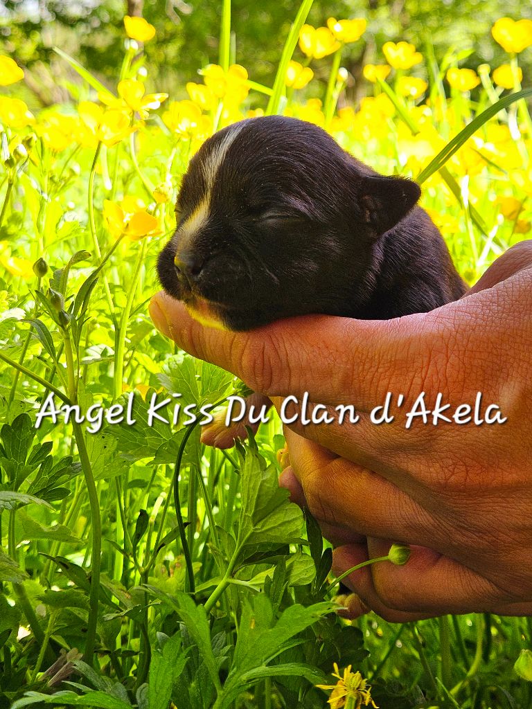 Du Clan D'Akela - Chiots disponibles - Staffordshire Bull Terrier