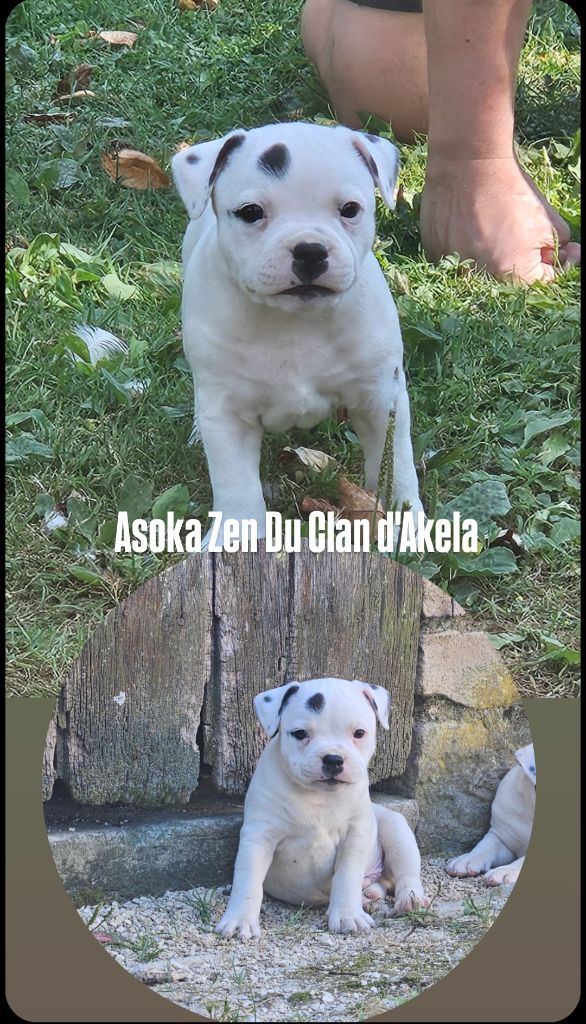 Du Clan D'Akela - Chiots disponibles - Staffordshire Bull Terrier