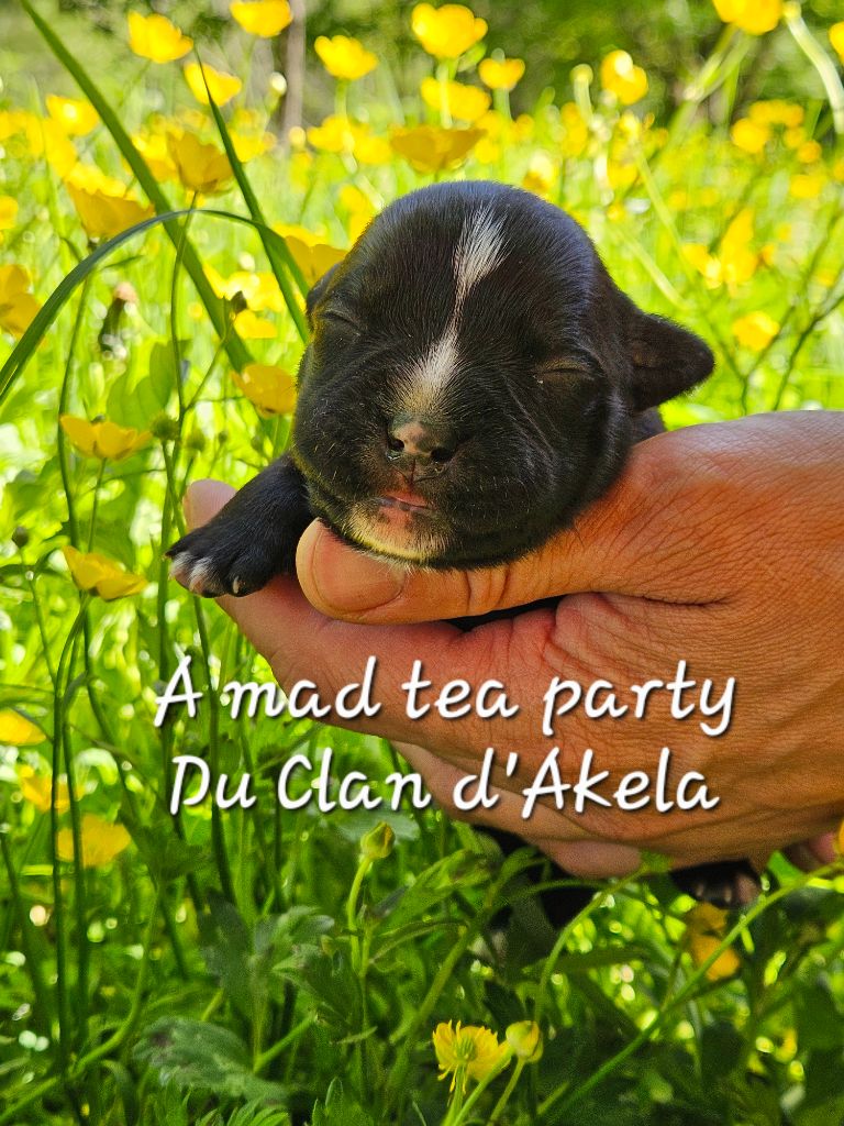 Du Clan D'Akela - Chiots disponibles - Staffordshire Bull Terrier
